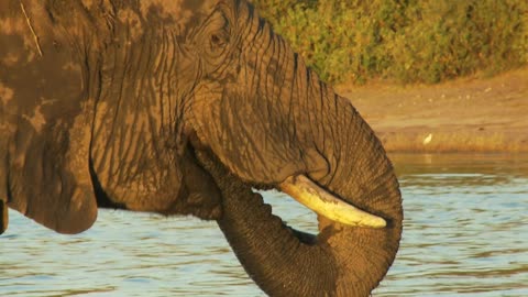 Elephant In Golden Light