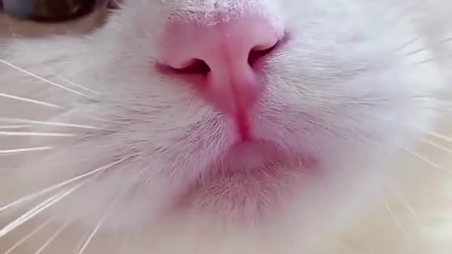 💘 - funny cats meow baby cute