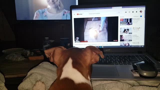 Watching other dog vids