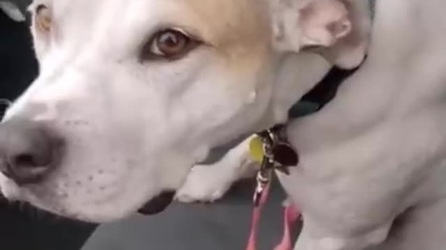 Anybody else accidentally teach their dogs something _