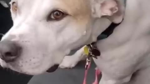 Anybody else accidentally teach their dogs something _