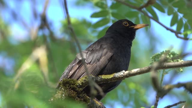 Glory be to God for the beauty of the sound of this bird and even its attractive beauty