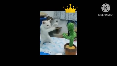 Funny Animal's 😆🥰🐈