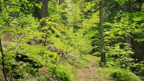 Walking through the forest