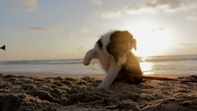 CUTE PUPPY PLAYING, funny puppy, funny dog, cute puppy