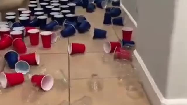 Cute Cats Doing Funny Things