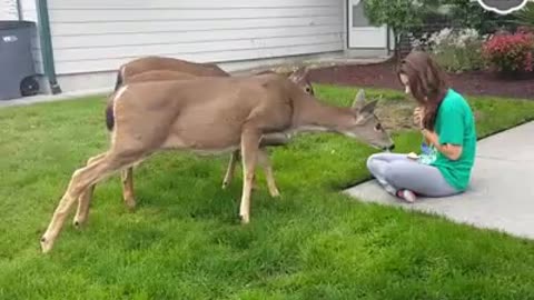 Deer Show Love to Girl Feeding Them