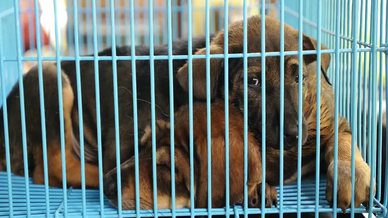 Dogs Abandoned and Homeless in Cage in Shelter