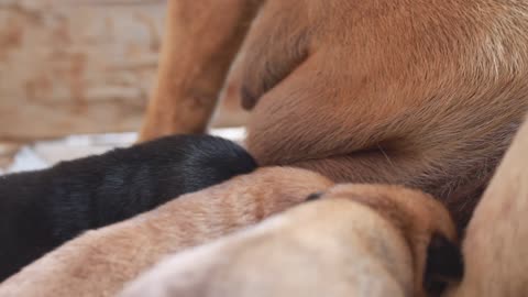 Puppies Getting Fed