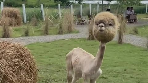 Alpaca without its wool