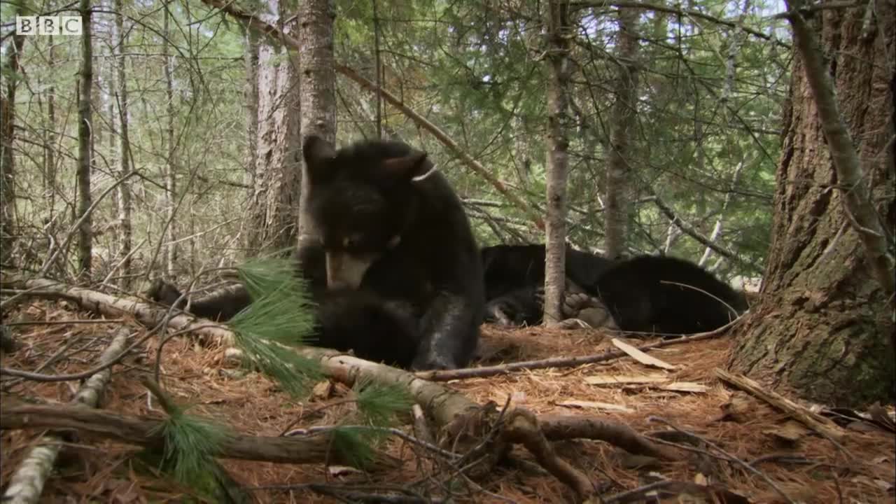 Cute Black Bear Cubs PURRING While Feeding | BBC Earth