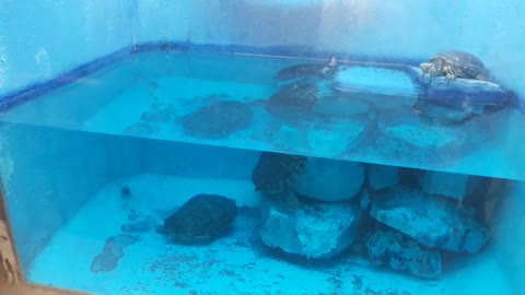 Aquarium beautiful view