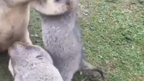 Wild animals funny fight