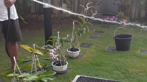 Water plants