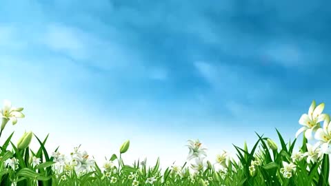 Blue sky white cloud green grass white flower dynamic