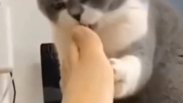 Very clever cat #short video