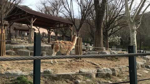 a tree-tasting appearance of a llama