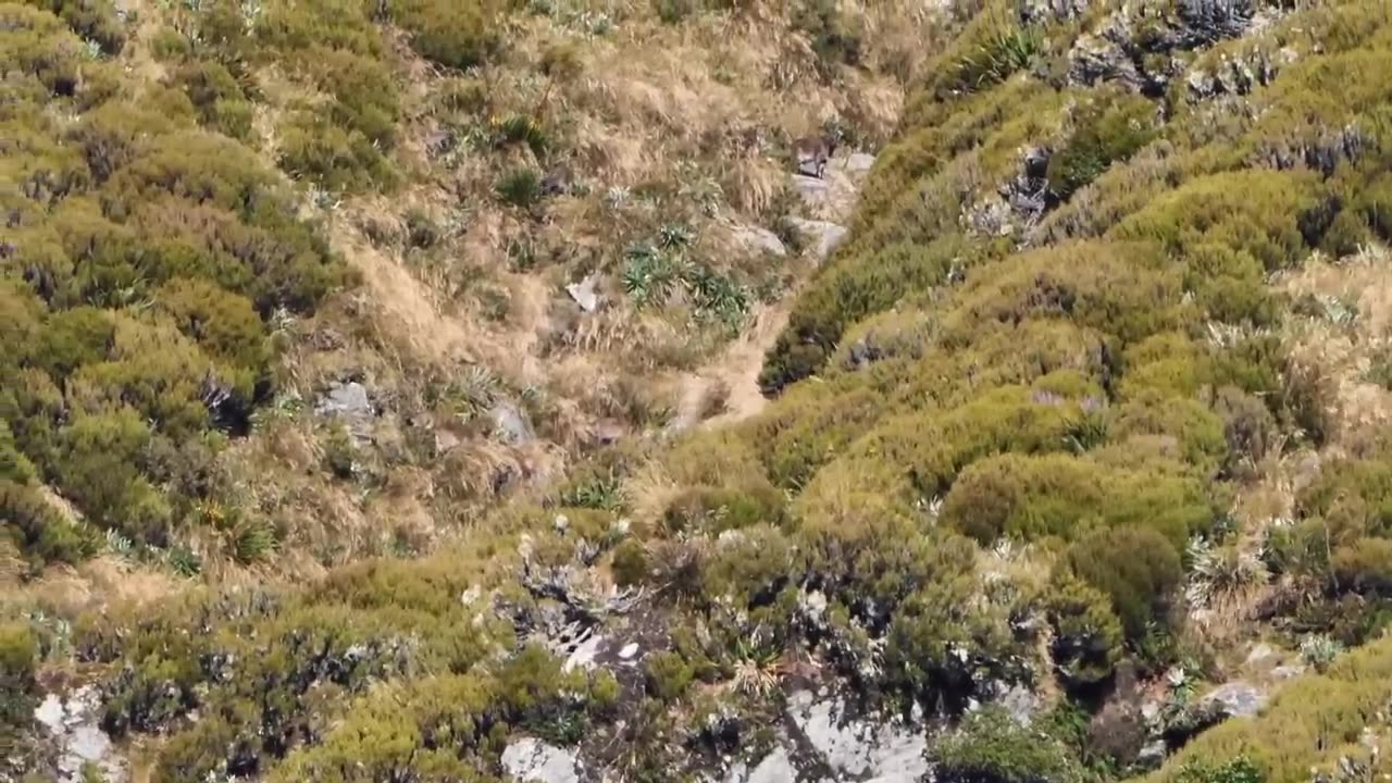 MOUNTAIN GOAT (Tahr) Catch Clean & Cook