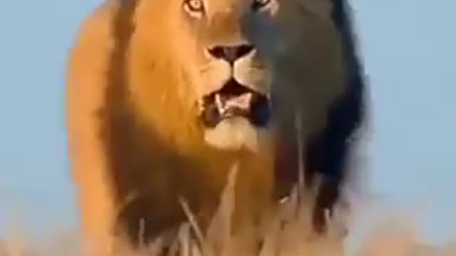 Amazing Lion