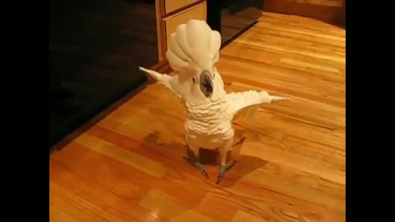 umbrella cockatoo going mad in kitchen floor. but a happy bird