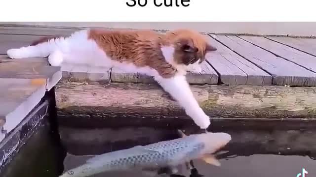 Cat and fish