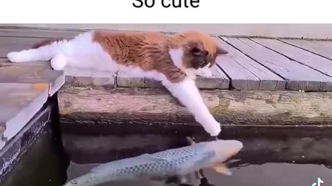 Cat and fish