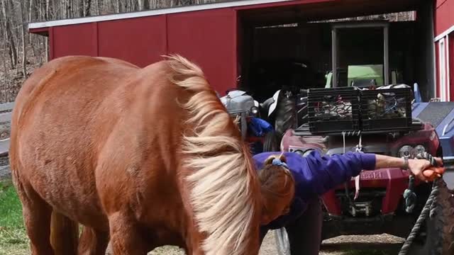 Beautiful Big horse ever seen this beautiful horse