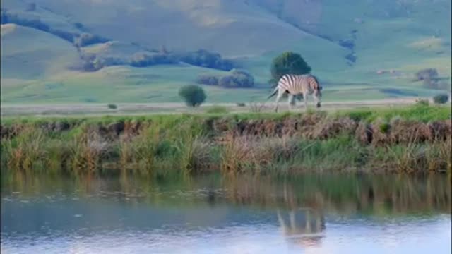 Zebra video