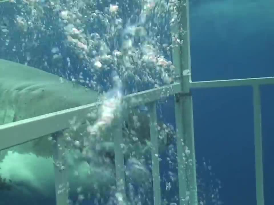 Shark gets angry and tries to break a Diver's cage