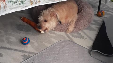 GO TO WORK ON THAT BONE !