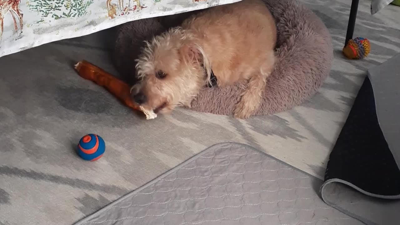 GO TO WORK ON THAT BONE !