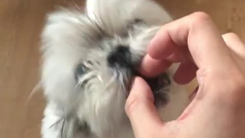 A cute puppy is eating a snack. Finally, there is a trick.