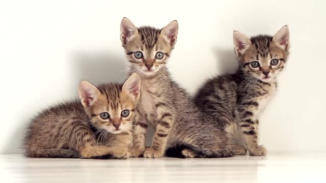 Three cats are having fun