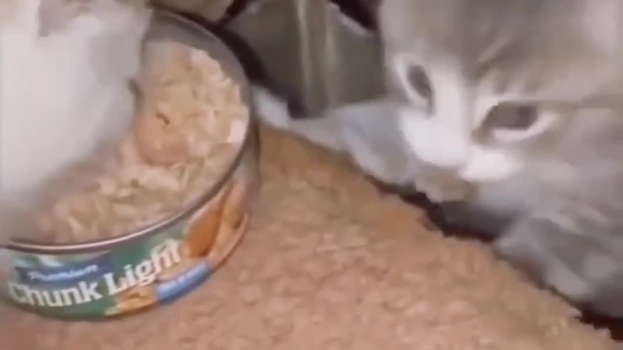 funny cat thinks floor is food ! FUNNY 👶😂