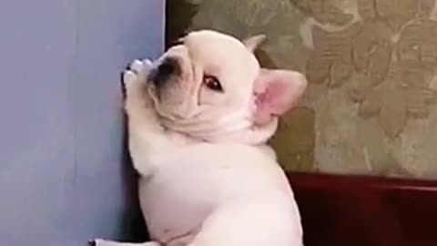 Please, I want to Sleep🐶