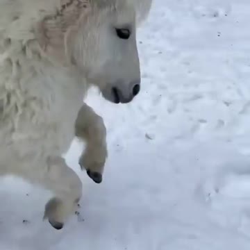 😱😱😱 Horse coming in hot in the snow 😱😱😱