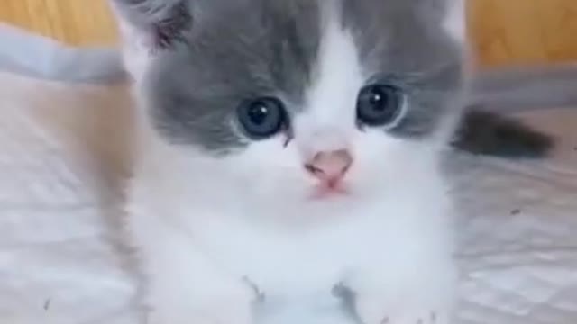 Cute Kitten Baby Cat Funny Cat Videos