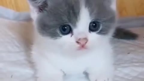 Cute Kitten Baby Cat Funny Cat Videos