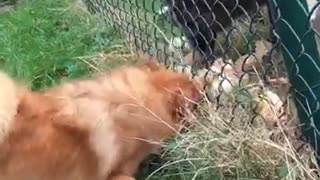 Small brown dog steals food from sheep