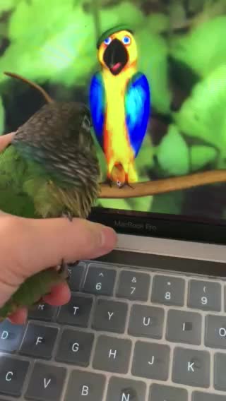 Matcha Gets A Lesson