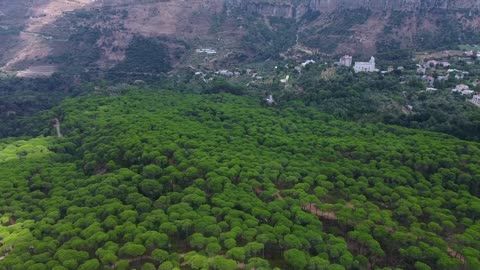 Beautiful Nature Forest Video