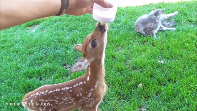 Baby Deer (Fawn) Jumping & Hopping - CUTEST Compilation Video