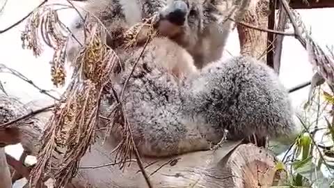 This koala seems to know what he's doing