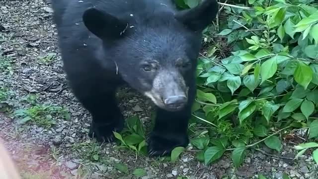 Cute Cubs Peek through Porch