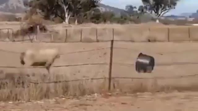 Sheep doing parkour