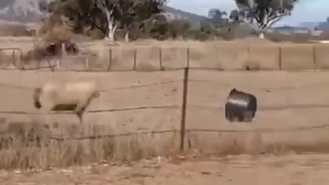 Sheep doing parkour