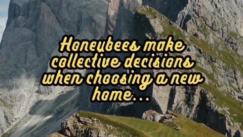 Animal Facts Honeybee Democracy #shorts