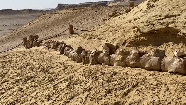 Ancient Whales that walked the earth.