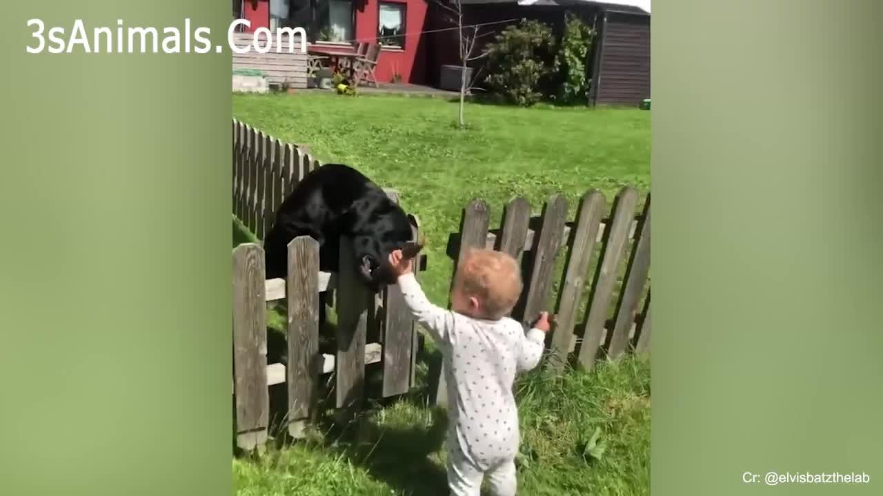 CUTE BABIES AND DOGS - Adorable Babies Playing With Dogs Baby and Pet Video👶vs🐶