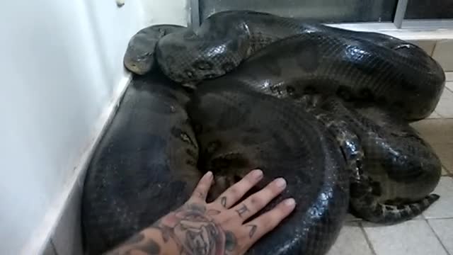 Huge Anaconda Goes In Attack Mode When A Man Tries To Stroke It